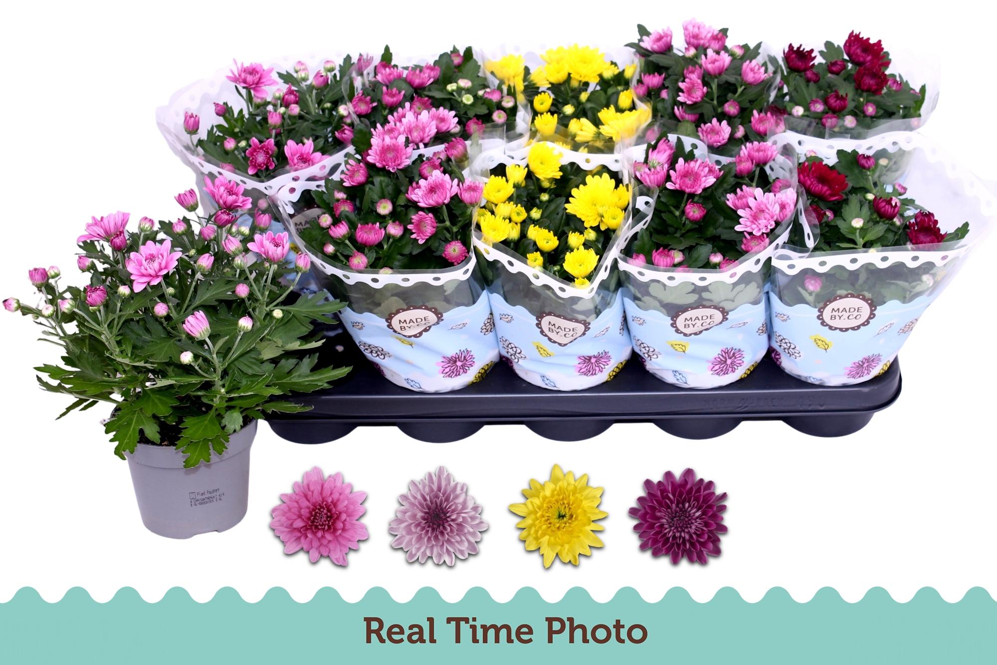 Горшечные цветы и растения оптом Chrys Gevuldbl Gem от 10шт из Голландии с доставкой по России