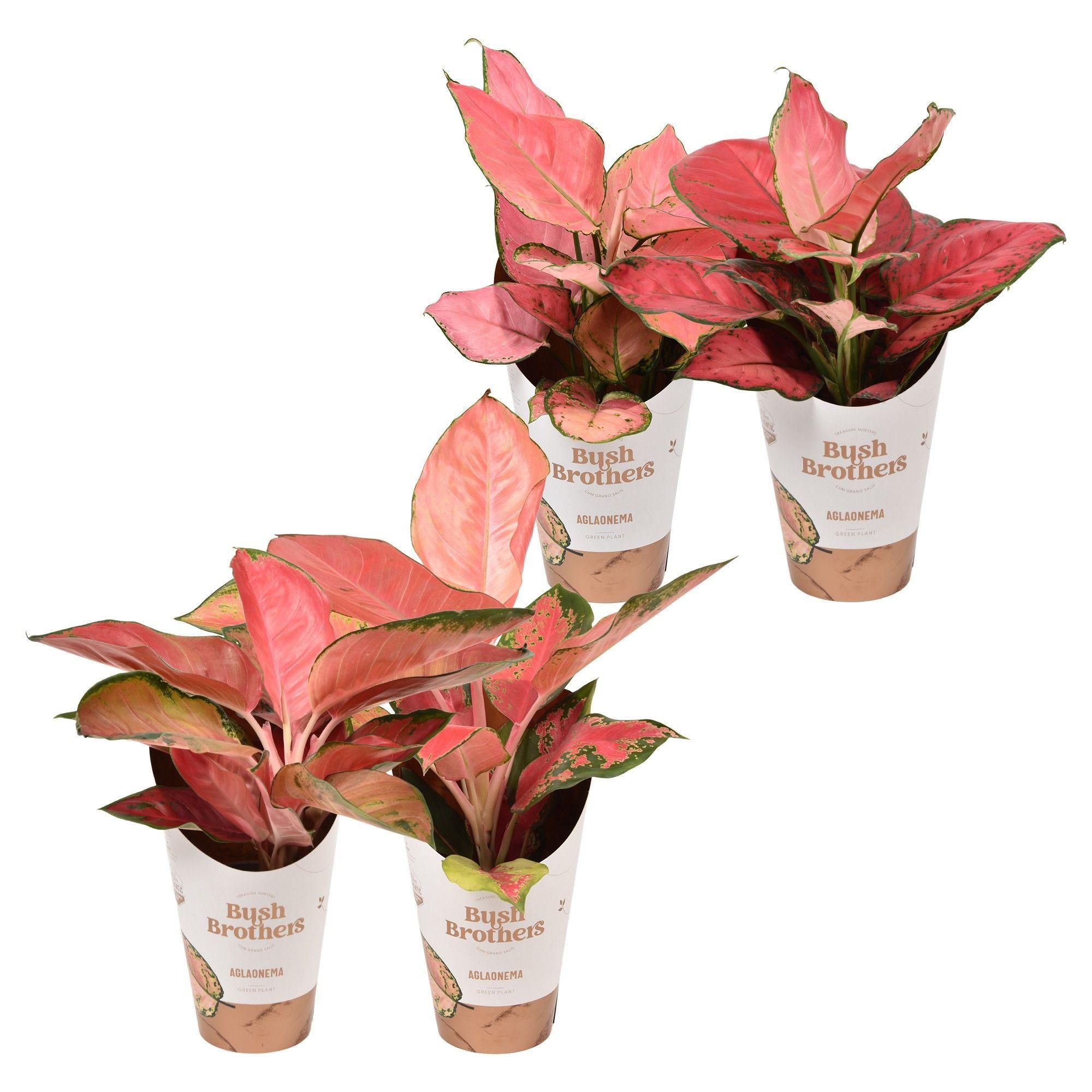 Горшечные цветы и растения оптом Aglaonema Color Star Mix от 6шт из Голландии с доставкой по России