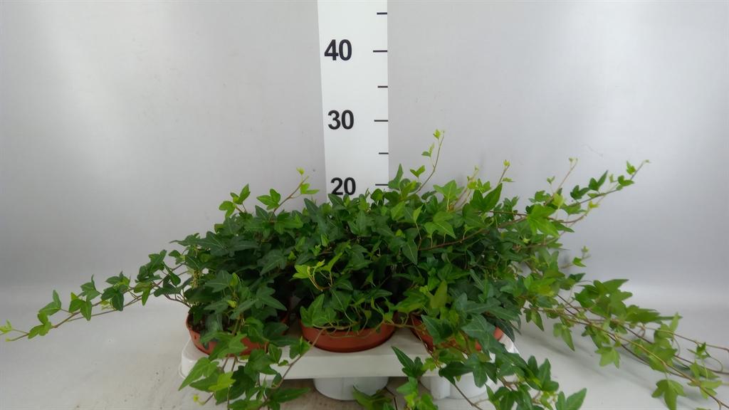 Горшечные цветы и растения оптом Hedera ...green Leafed от 6шт из Голландии с доставкой по России