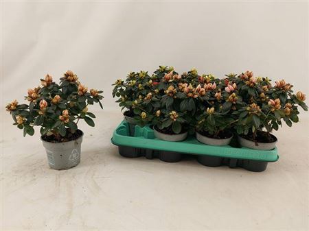 Горшечные цветы и растения оптом Azalea Mix от 12шт (для телеги) из Голландии с доставкой по России