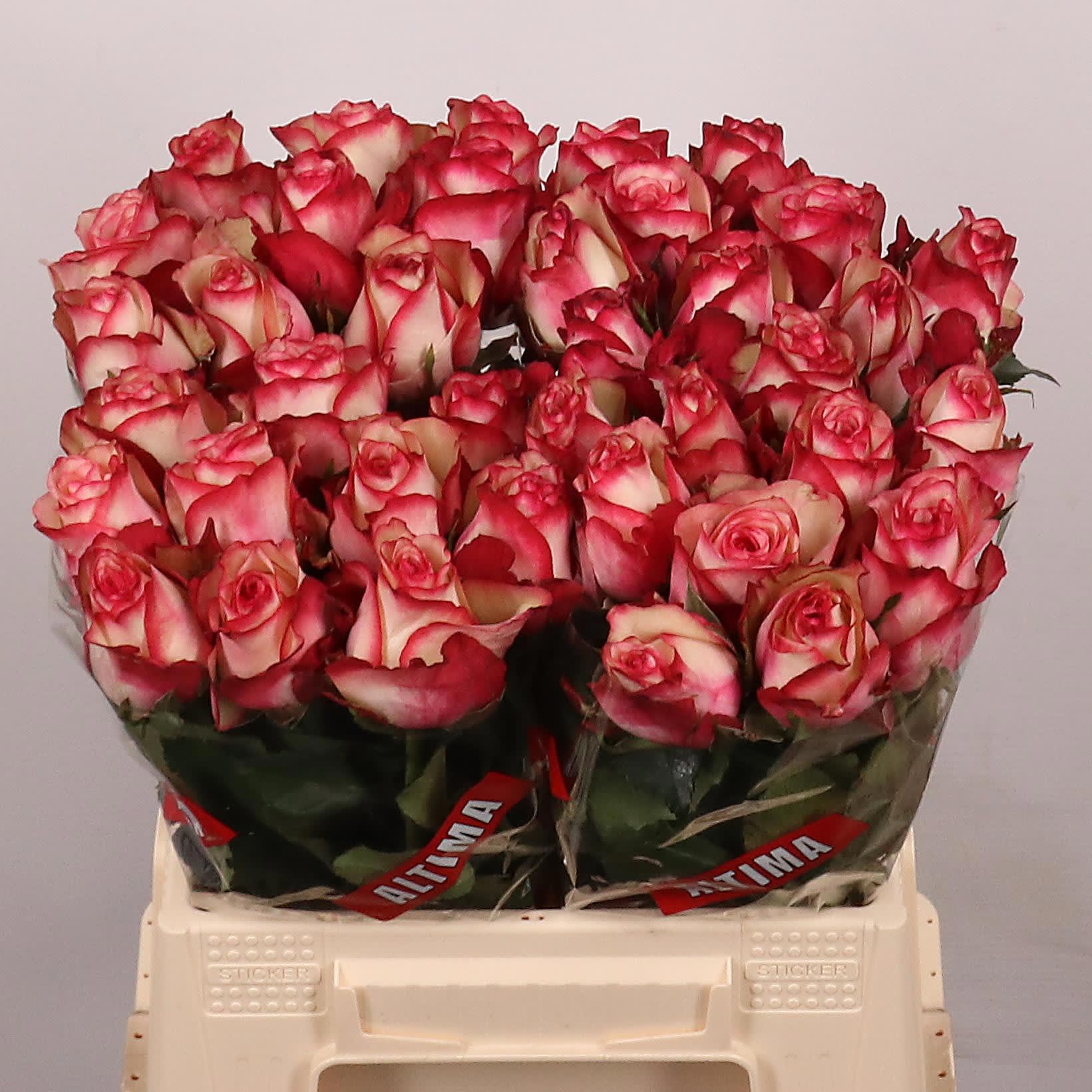 Срезанные цветы оптом Rosa large paloma от 40шт. из Голландии с доставкой по России