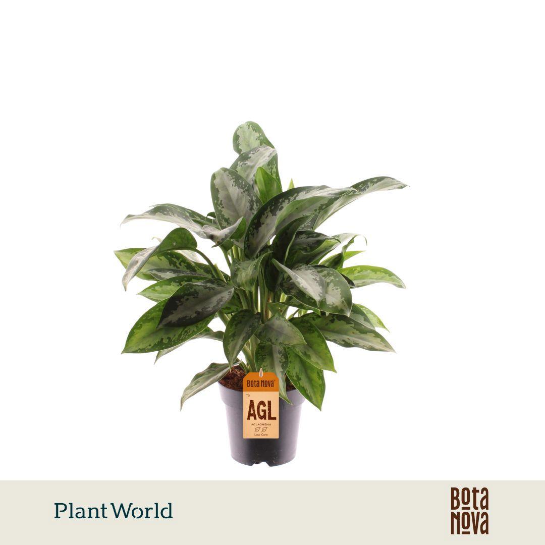Горшечные цветы и растения оптом Aglaonema Jubilee Petit от 7шт из Голландии с доставкой по России