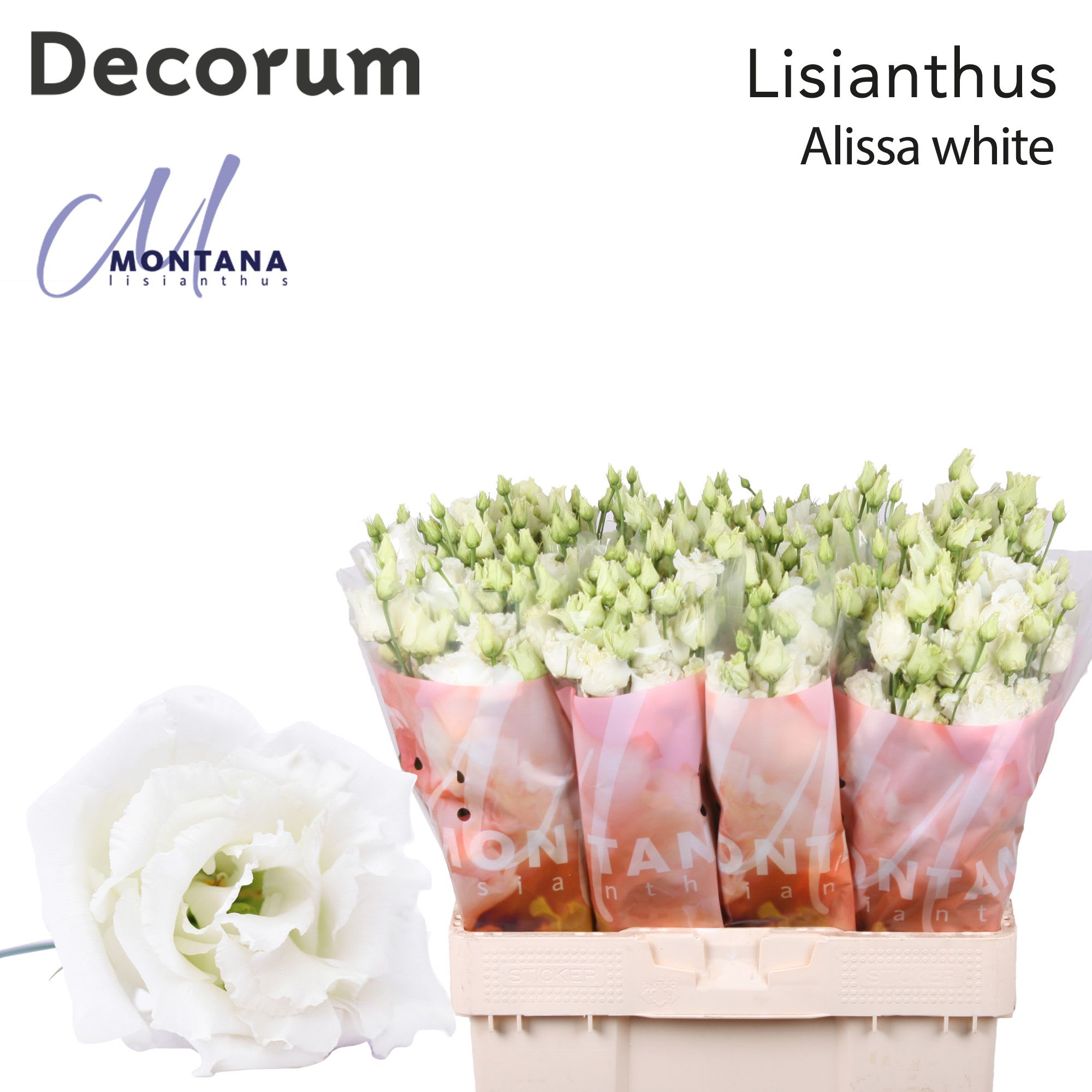 Срезанные цветы оптом Lisianthus do alissa white от 80шт из Голландии с доставкой по России