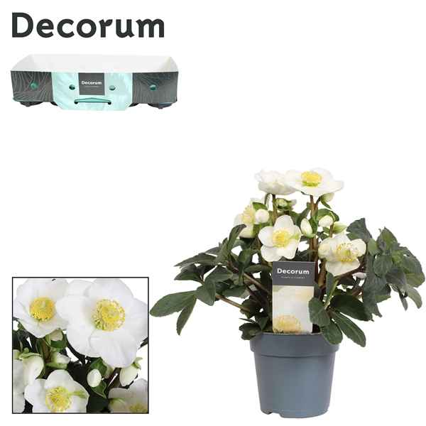 Горшечные цветы и растения оптом Helleborus N. Christmas Carol 12cm Decorum Showbox от 10шт из Голландии с доставкой по России