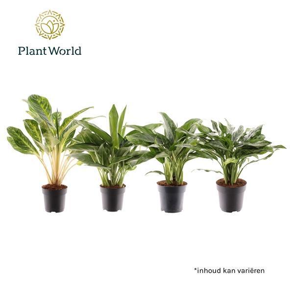 Горшечные цветы и растения оптом Aglaonema Royal Mix от 6шт из Голландии с доставкой по России