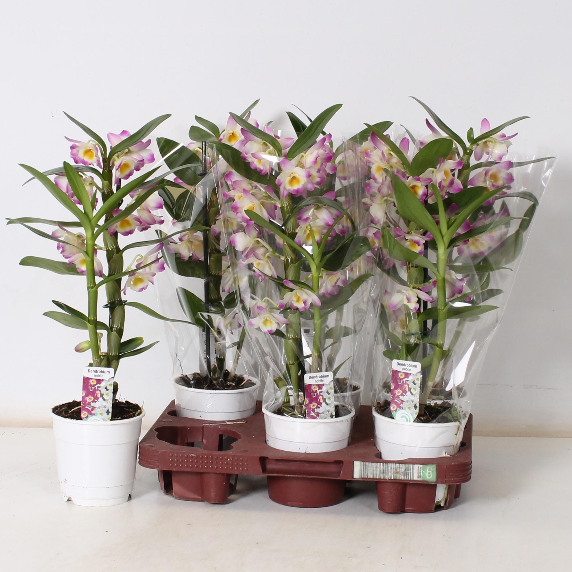 Горшечные цветы и растения оптом Dend Nobile от 6шт из Голландии с доставкой по России