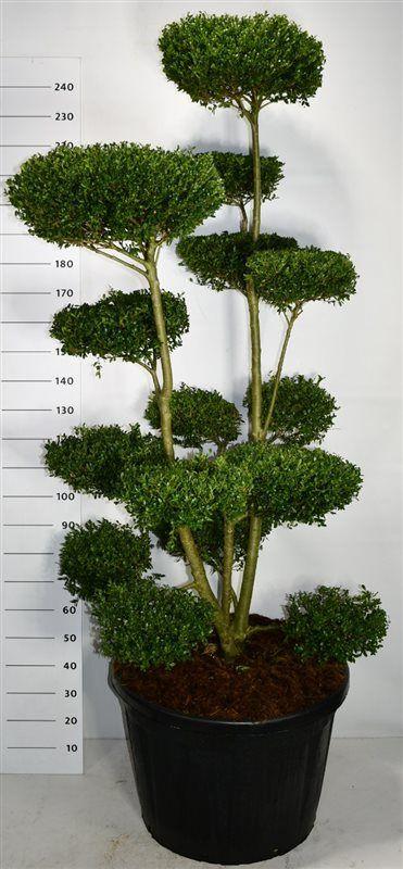Горшечные цветы и растения оптом Ilex Crenata ellipta Convex A от 1шт из Голландии с доставкой по России