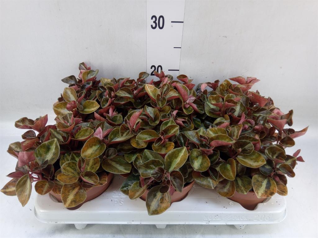 Горшечные цветы и растения оптом Peperomia от 6шт' из Голландии с доставкой по России