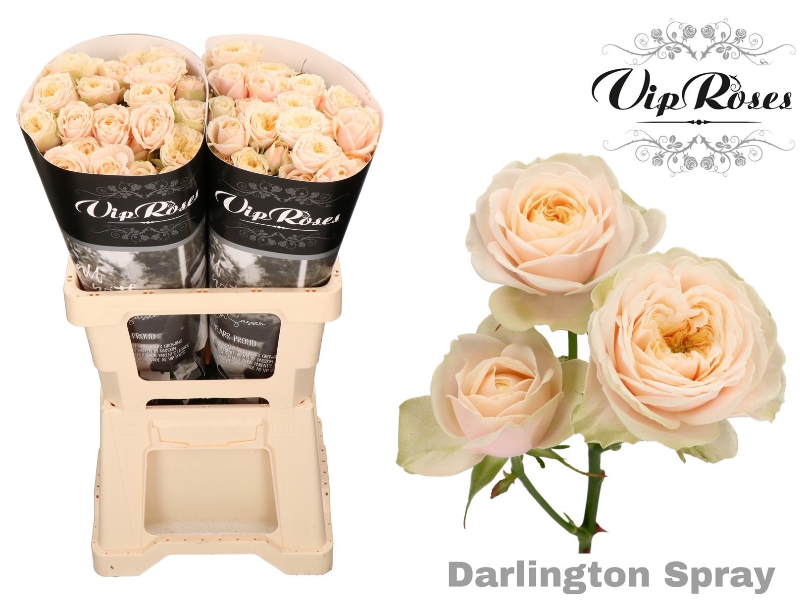 Срезанные цветы оптом Rosa spray darlington от 20шт из Голландии с доставкой по России