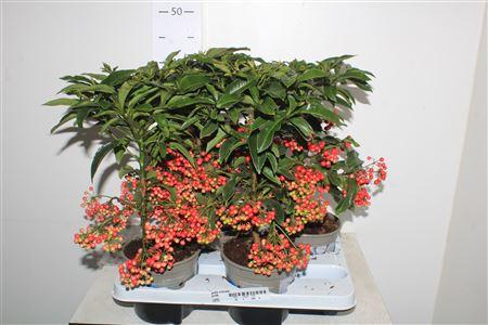 Горшечные цветы и растения оптом ** Ardis Crenata 44+ * Autumn Promo * от 4шт из Голландии с доставкой по России