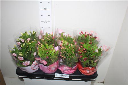 Горшечные цветы и растения оптом Schlumbergera Mix от 8шт из Голландии с доставкой по России