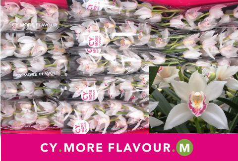 Срезанные цветы оптом Minicymbidium lucky sue от 6шт. из Голландии с доставкой по России