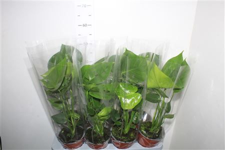 Горшечные цветы и растения оптом Monstera Deliciosa от 8шт из Голландии с доставкой по России