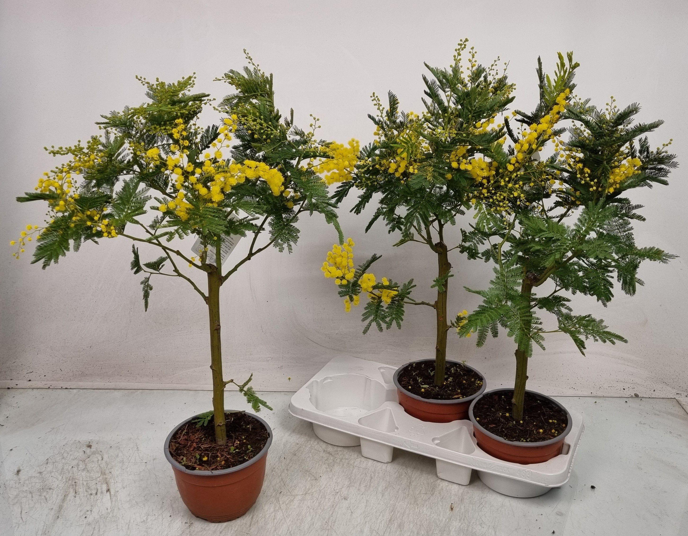 Горшечные цветы и растения оптом Mimosa Pudica от 3шт из Голландии с доставкой по России