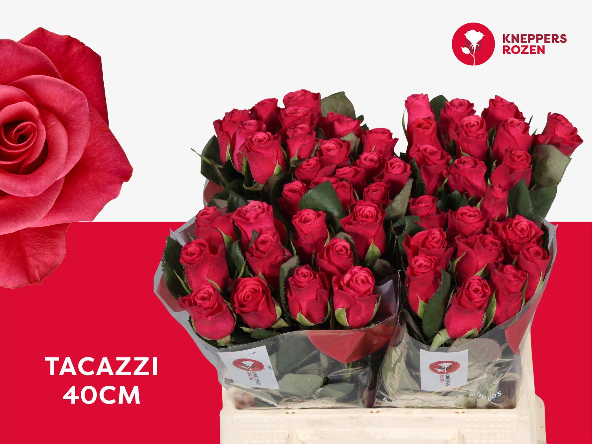 Срезанные цветы оптом Rosa large tacazzi+ от 50шт из Голландии с доставкой по России