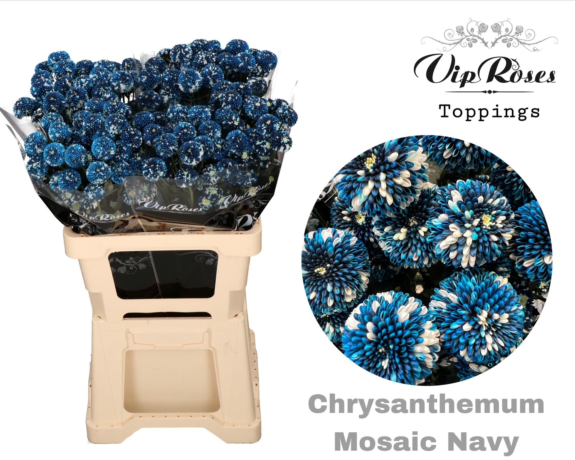 Срезанные цветы оптом Chrys sp paint mosaic navy от 20шт из Голландии с доставкой по России