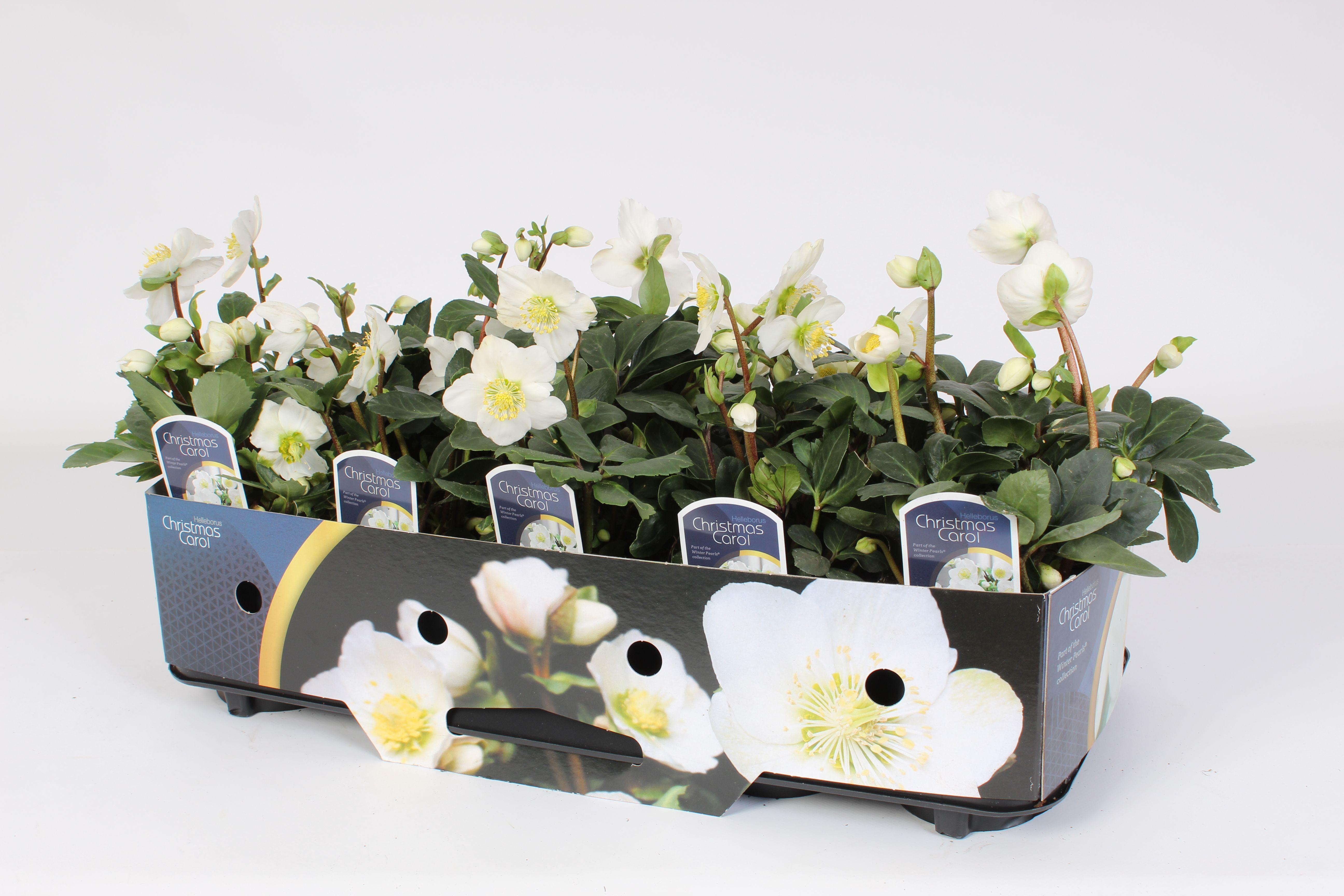 Горшечные цветы и растения оптом Helleborus N. Christmas Carol 12cm (m)kraag от 10шт из Голландии с доставкой по России