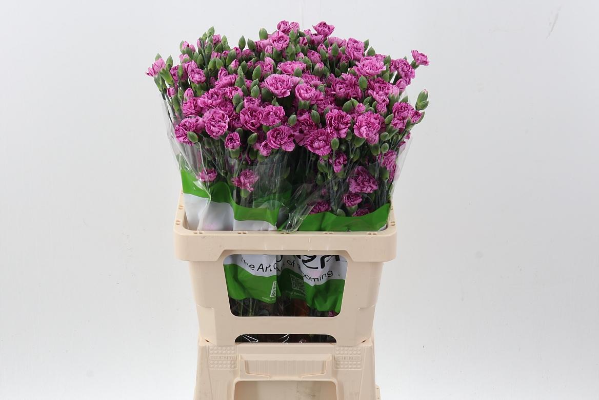 Срезанные цветы оптом Dianthus sp burlesque от 100шт из Голландии с доставкой по России