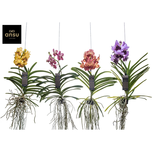 Горшечные цветы и растения оптом Vanda Special Pink/brown от 6шт из Голландии с доставкой по России