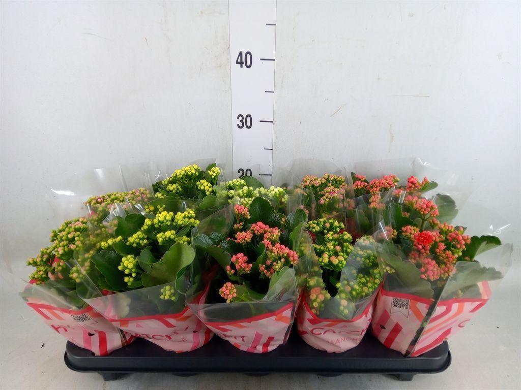 Горшечные цветы и растения оптом Kalanchoe Blos.   ..rosebud Mix  5 от 10шт из Голландии с доставкой по России