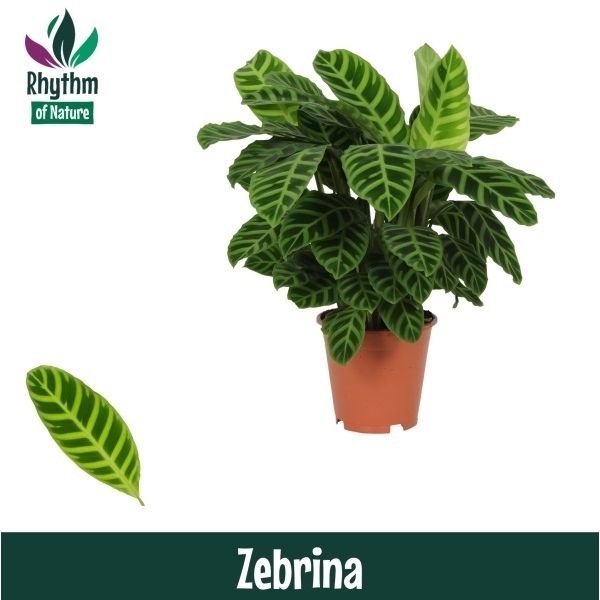 Горшечные цветы и растения оптом Calathea Zebrina (rhythm Of Nature) от 1шт из Голландии с доставкой по России