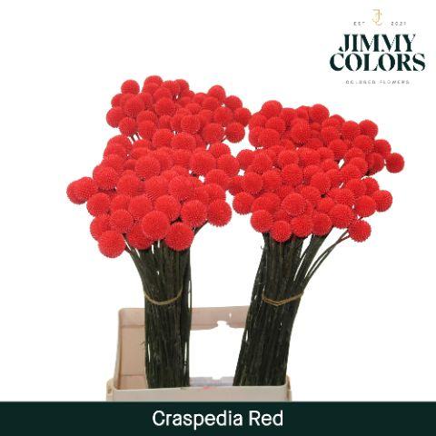 Срезанные цветы оптом Craspedia paint red от 200шт. из Голландии с доставкой по России