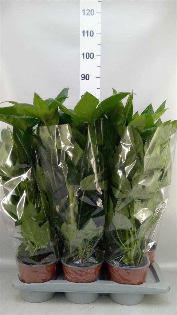 Горшечные цветы и растения оптом Fatsia Japonica ... от 6шт из Голландии с доставкой по России