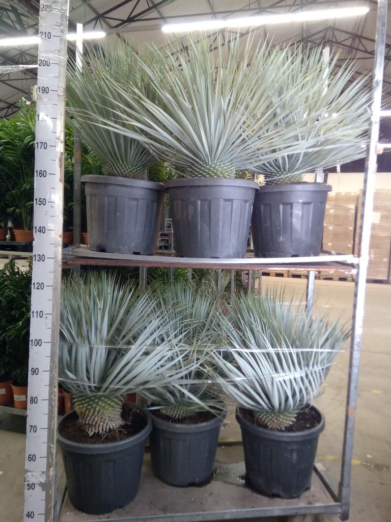 Горшечные цветы и растения оптом Yucca Rostrata от 1шт из Голландии с доставкой по России