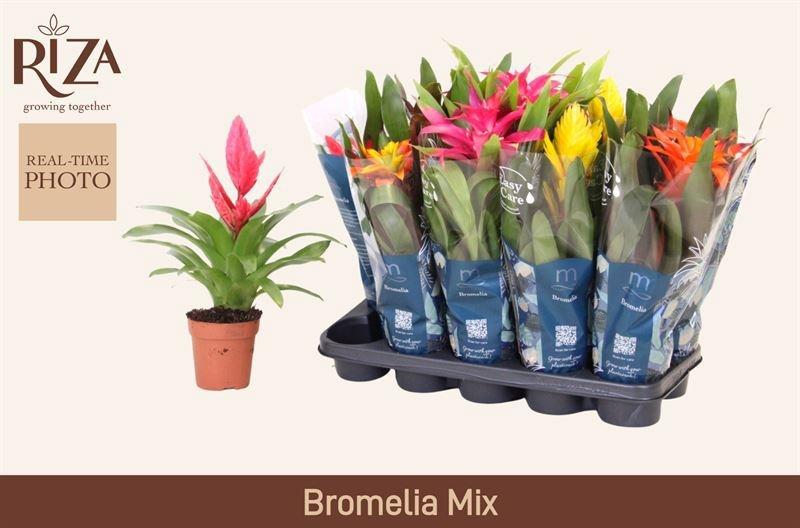 Горшечные цветы и растения оптом Bromelia Gem 6 Srt от 10шт из Голландии с доставкой по России