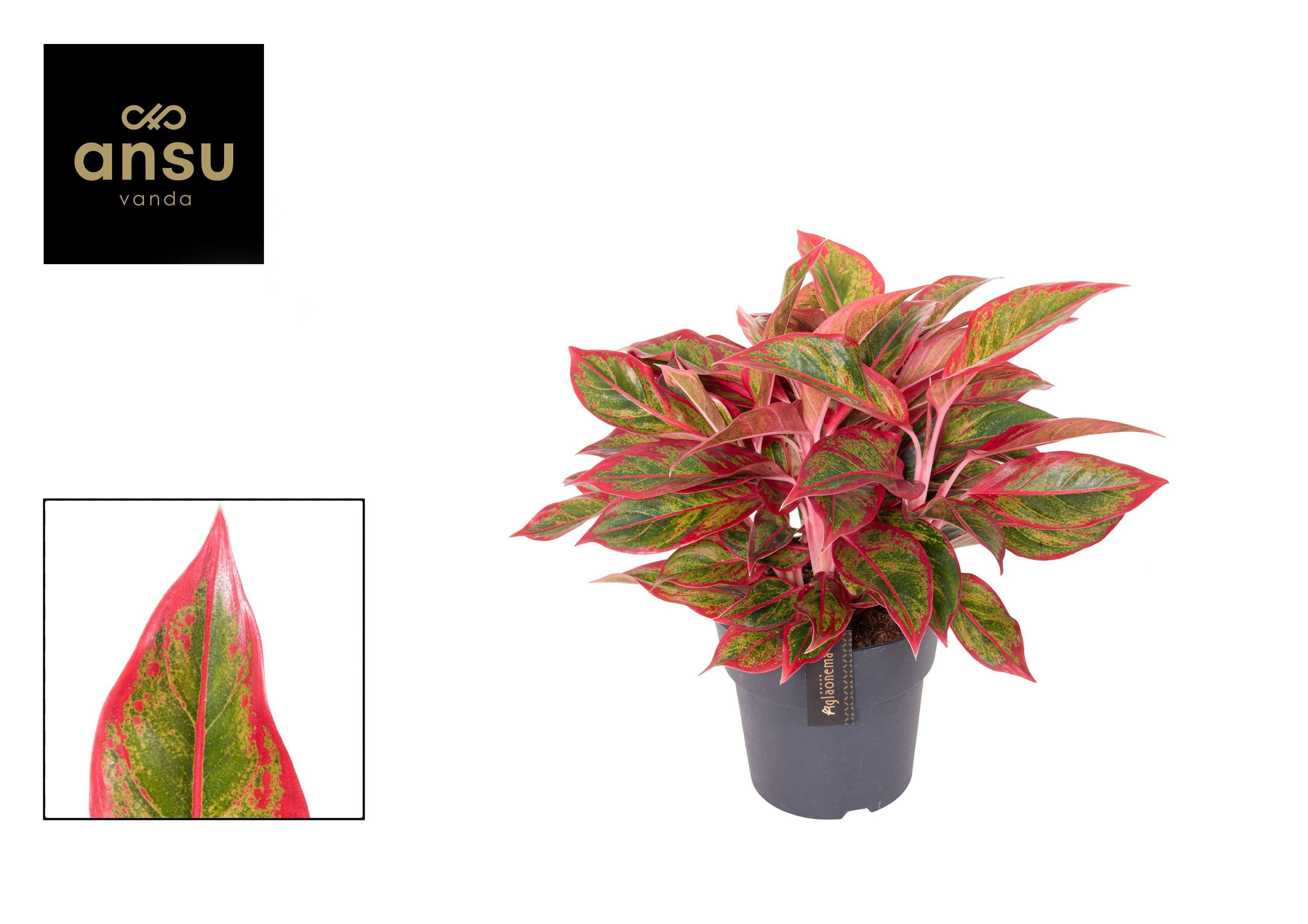 Горшечные цветы и растения оптом Aglaonema Jungle Lava от 3шт из Голландии с доставкой по России