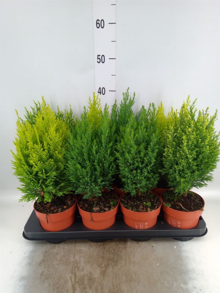 Горшечные цветы и растения оптом Conifers   ...mix от 8шт из Голландии с доставкой по России
