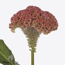 Срезанные цветы оптом Celosia reprise rose от 20шт из Голландии с доставкой по России