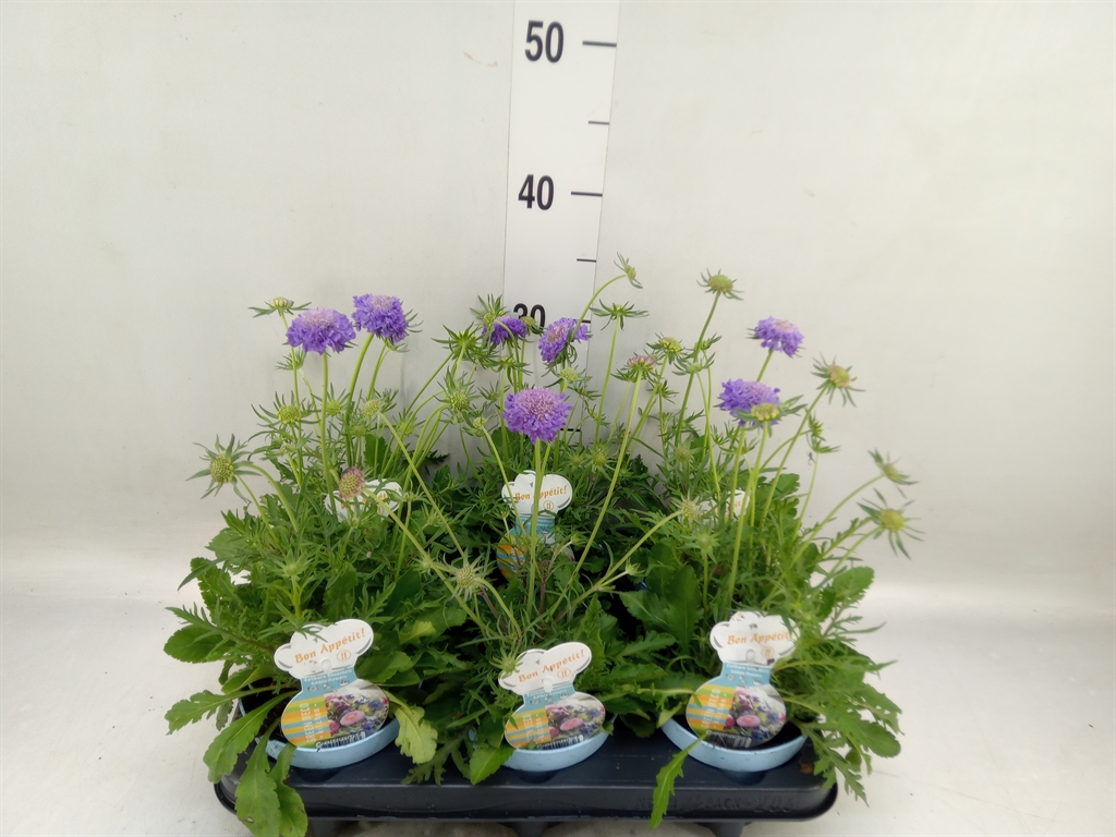 Горшечные цветы и растения оптом Scabiosa Japonica от 6шт из Голландии с доставкой по России