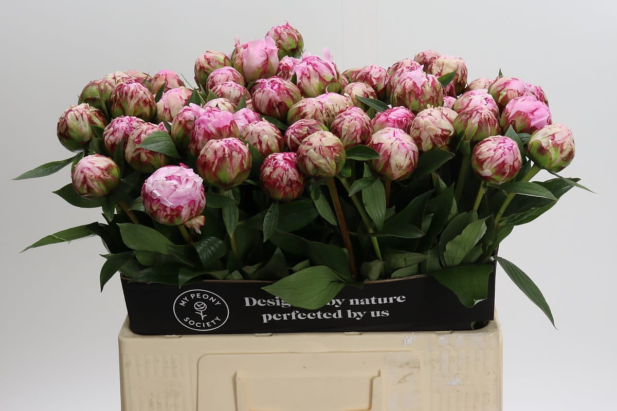 Срезанные цветы оптом Paeonia sarah bernhardt A от 60шт из Голландии с доставкой по России