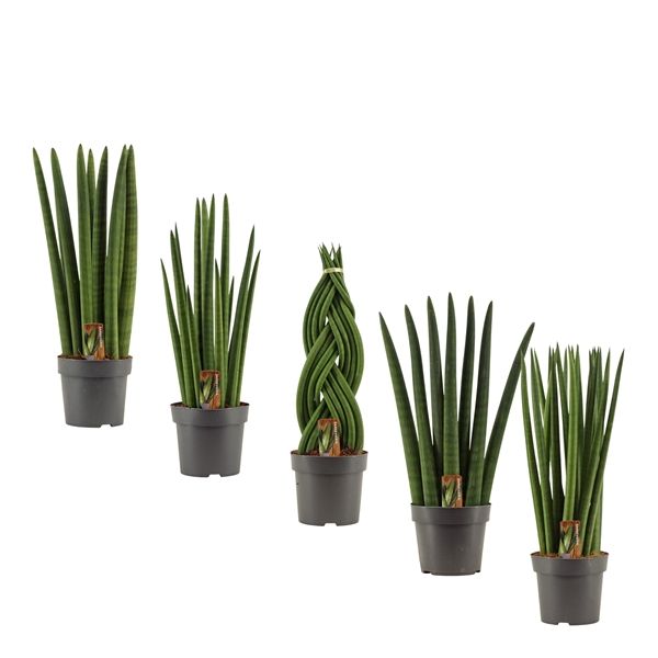 Горшечные цветы и растения оптом Sansevieria Cylindrica Mix от 7шт из Голландии с доставкой по России