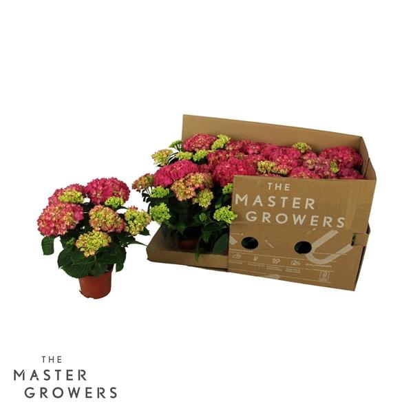 Горшечные цветы и растения оптом Hydrangea Ma Tabletensia Pink 5+ от 12шт из Голландии с доставкой по России