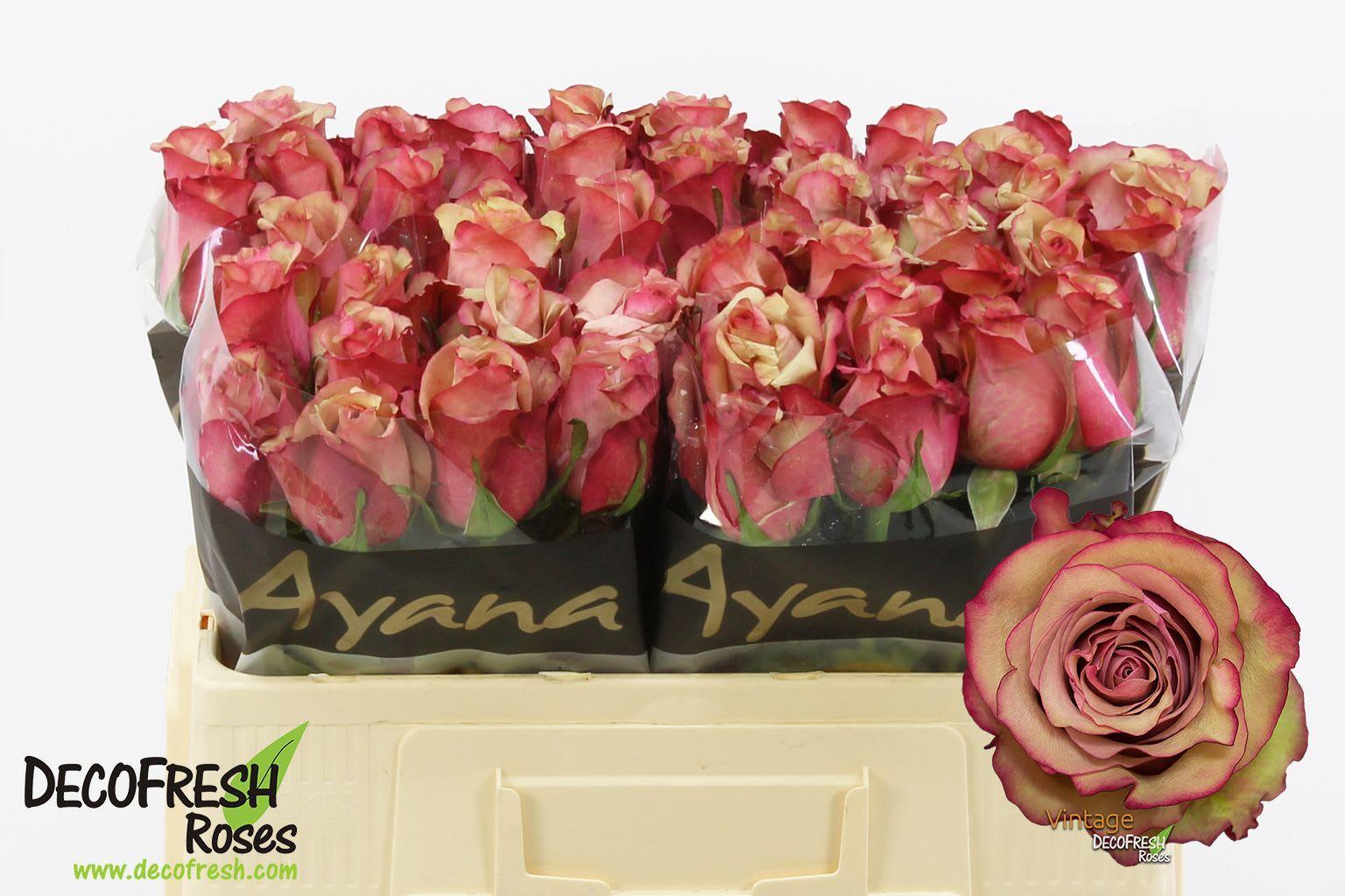 Срезанные цветы оптом Rosa large vintage от 50шт. из Голландии с доставкой по России