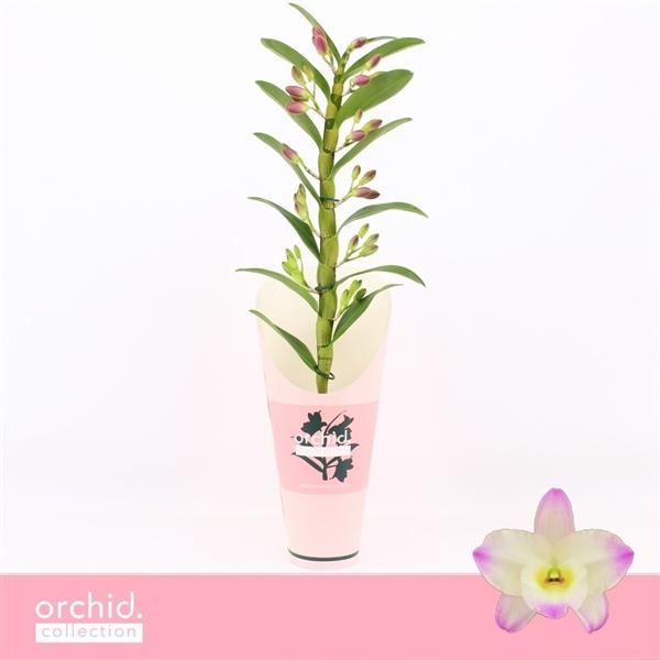 Горшечные цветы и растения оптом Dendr Nob 1st Bright Eyes от 6шт из Голландии с доставкой по России