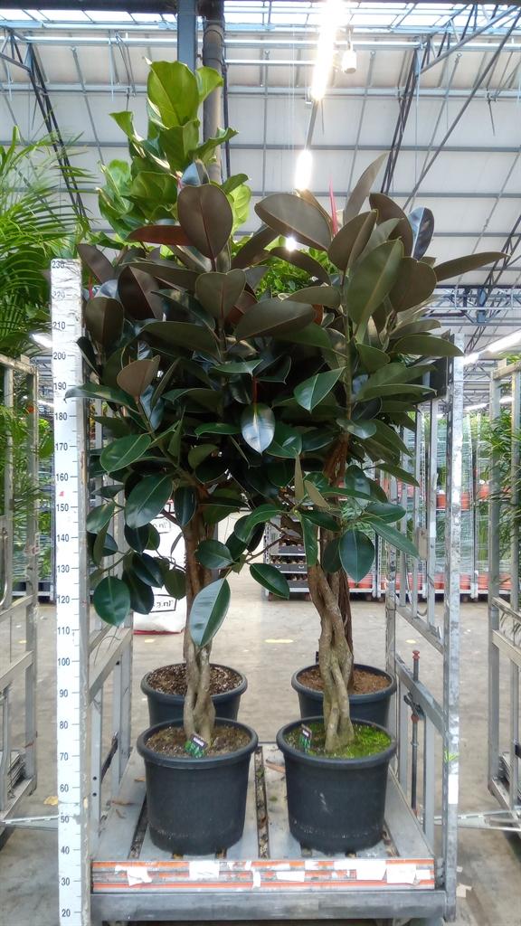 Горшечные цветы и растения оптом Ficus Elastica burgundy от 1шт из Голландии с доставкой по России