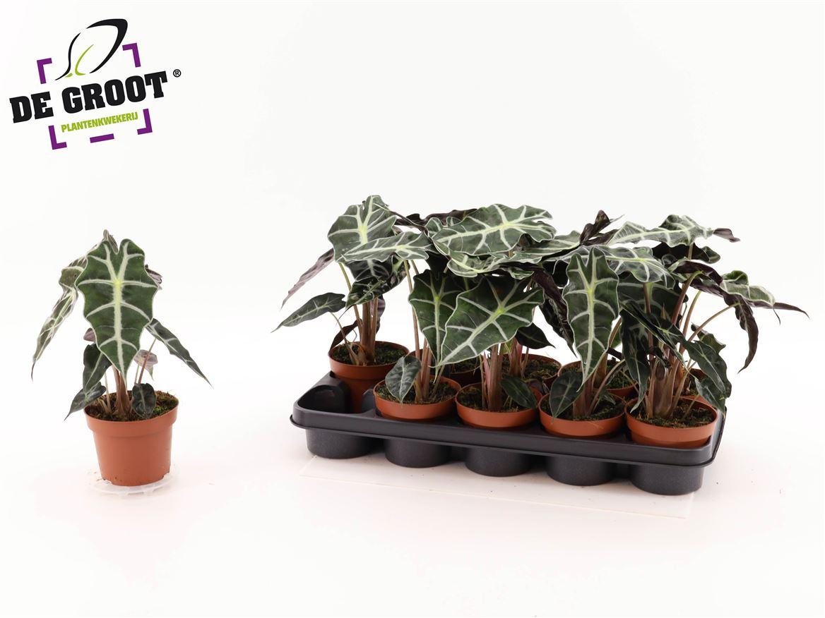 Горшечные цветы и растения оптом Alocasia Polly A от 10шт (для телеги) из Голландии с доставкой по России