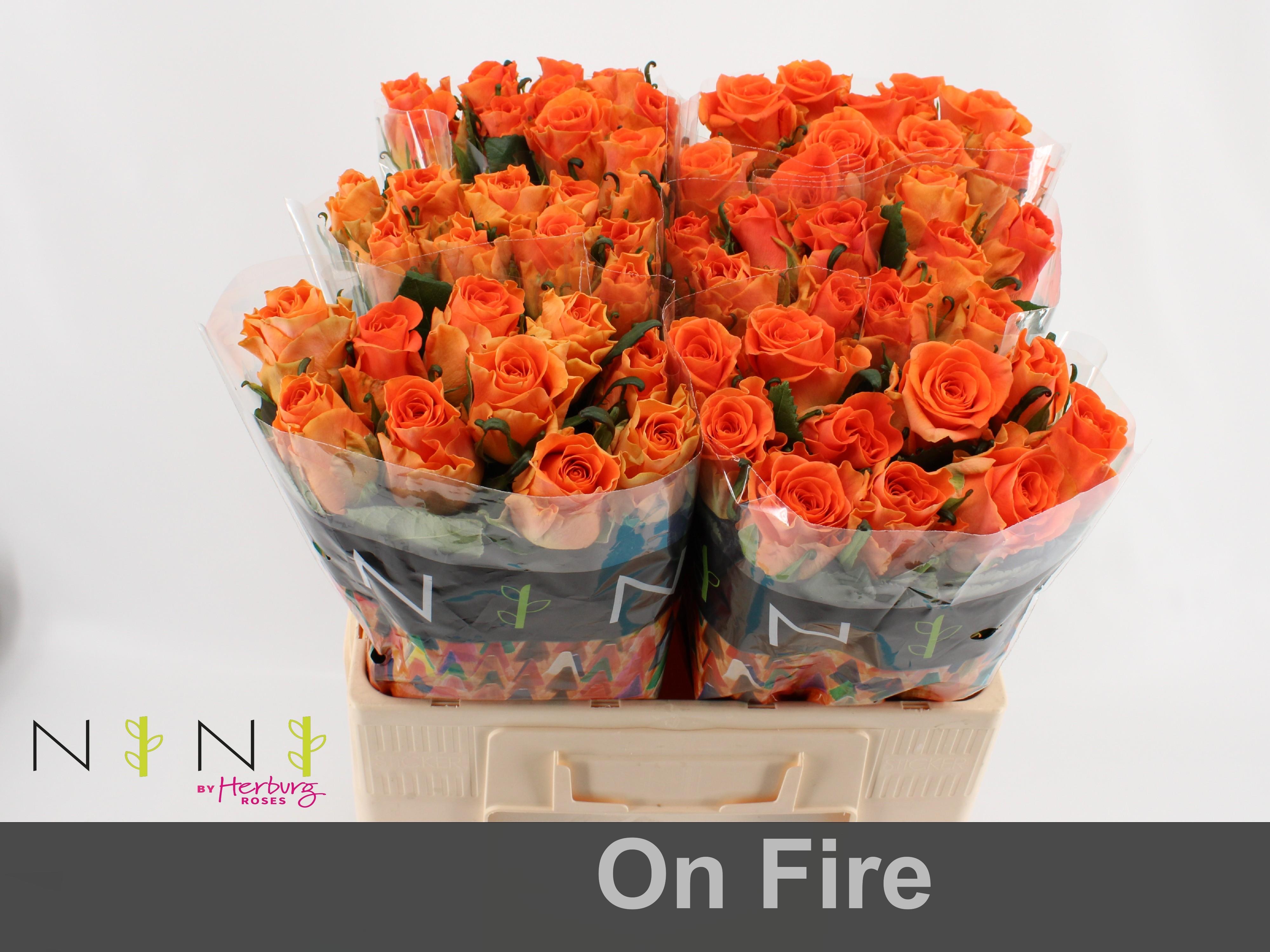 Срезанные цветы оптом Rosa large on fire от 80шт из Голландии с доставкой по России