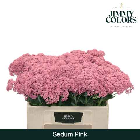 Срезанные цветы оптом Sedum paint pink от 25шт из Голландии с доставкой по России