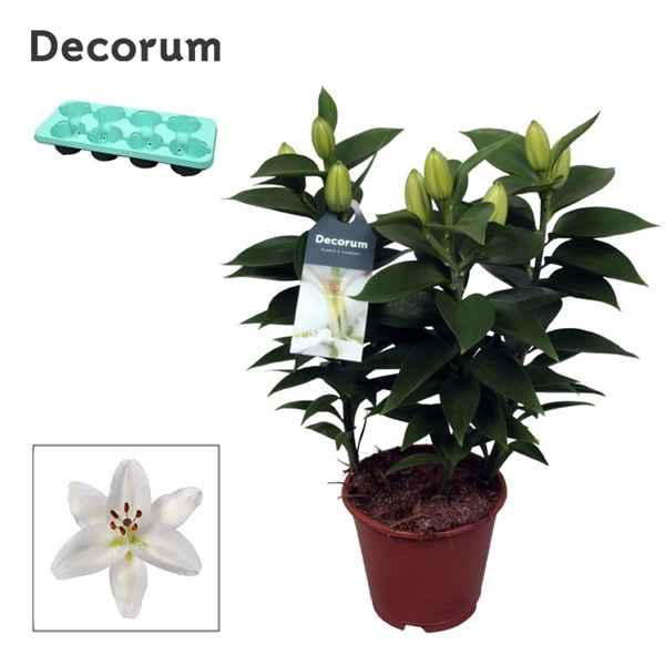 Горшечные цветы и растения оптом Lilium Or White 3pp (decorum) от 8шт из Голландии с доставкой по России