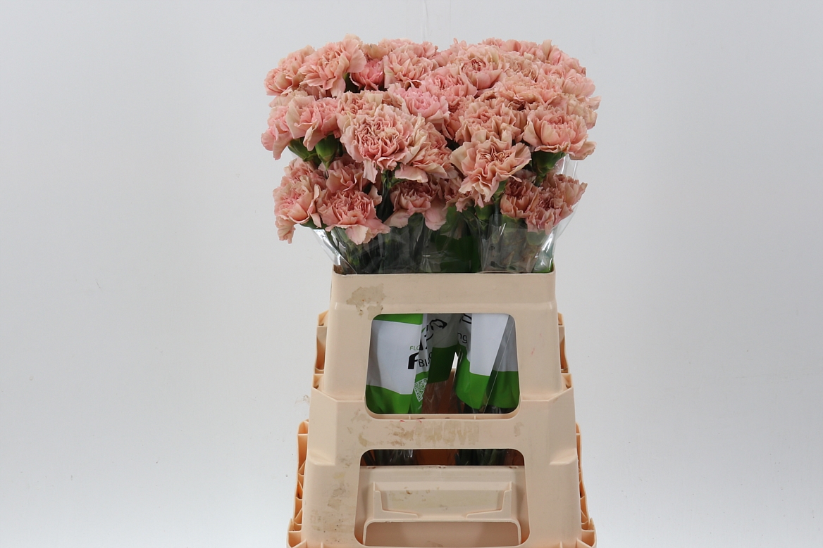 Срезанные цветы оптом Dianthus st caramel от 80шт из Голландии с доставкой по России