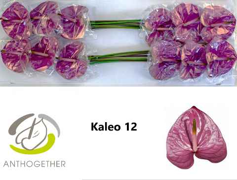 Срезанные цветы оптом Anthurium kaleo от 12шт из Голландии с доставкой по России