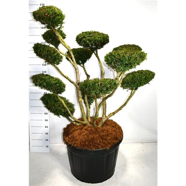 Горшечные цветы и растения оптом Taxus Cuspidata Select Pon Pon от 1шт из Голландии с доставкой по России