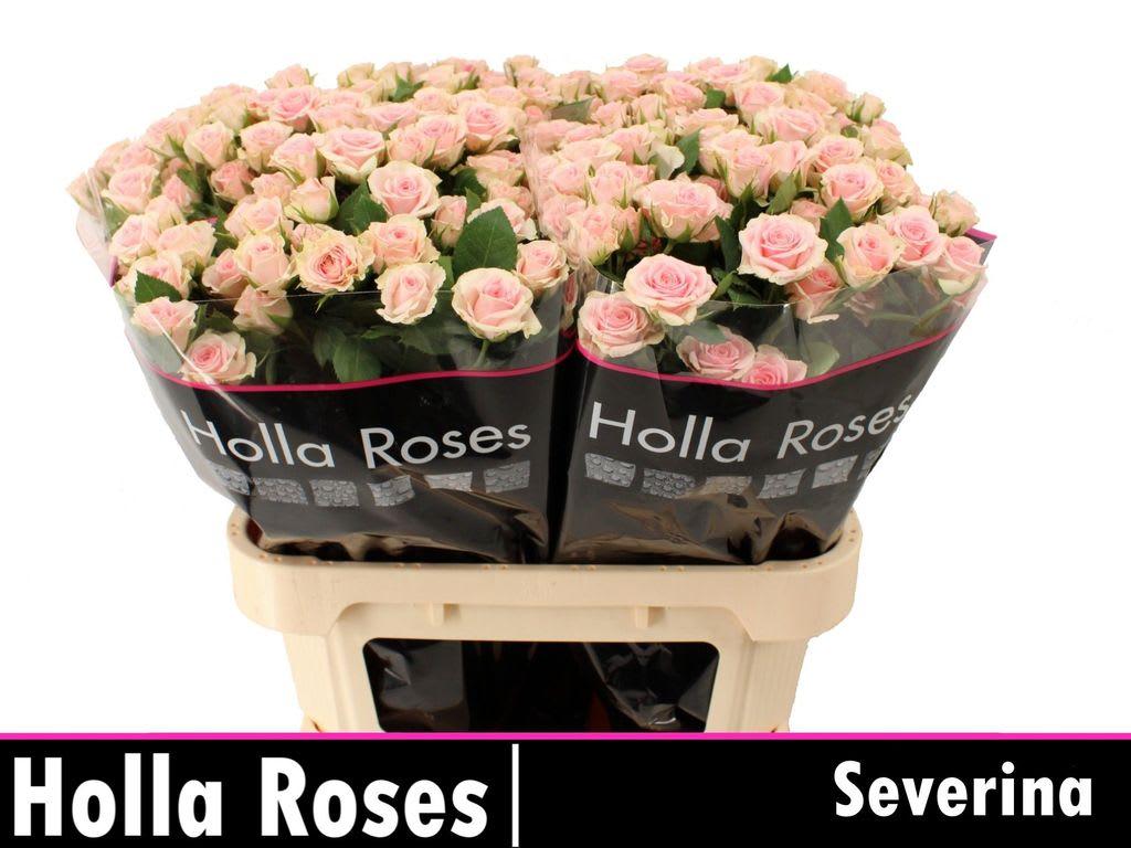 Срезанные цветы оптом Rosa spray severina от 60шт из Голландии с доставкой по России