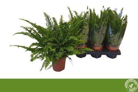Горшечные цветы и растения оптом Nephrolepis Green Lady от 6шт из Голландии с доставкой по России