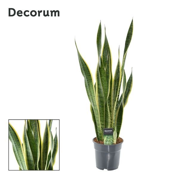 Горшечные цветы и растения оптом Sansevieria Laurentii Xl (decorum) от 1шт из Голландии с доставкой по России