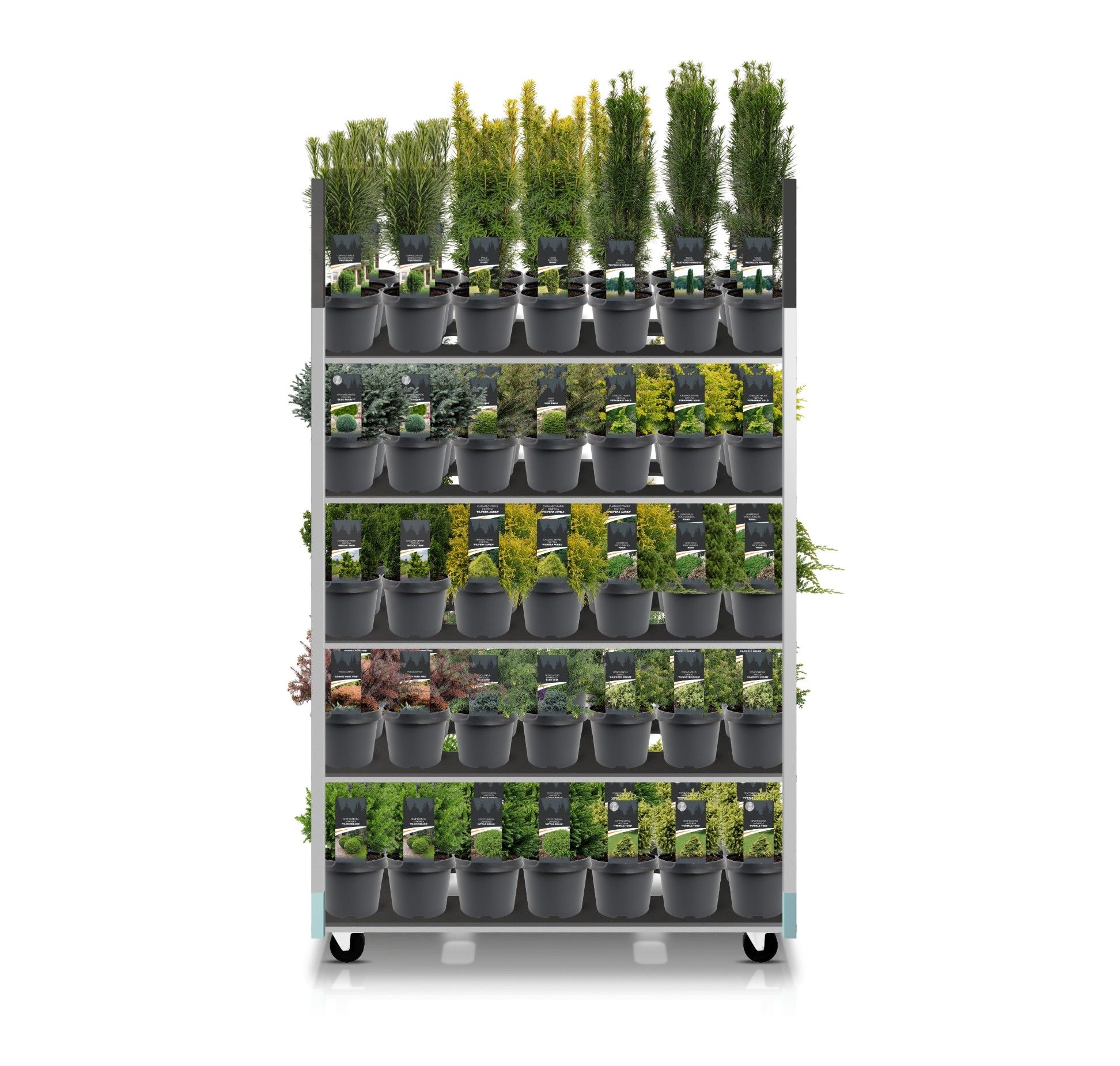 Горшечные цветы и растения оптом Coniferen Mix Cc Exclusive от 1шт из Голландии с доставкой по России